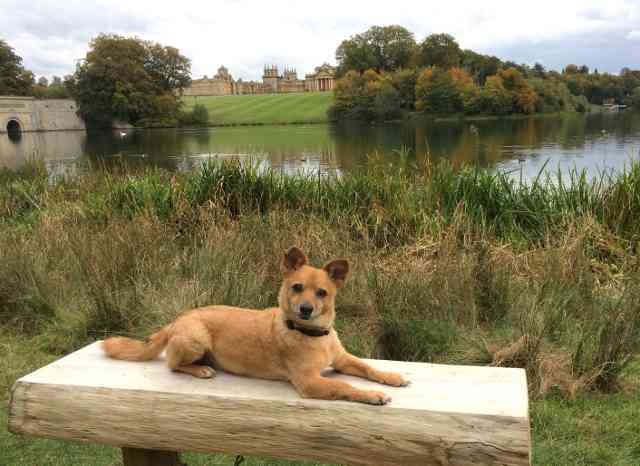 Julio posing in front of his new home, Blenheim Palace! 